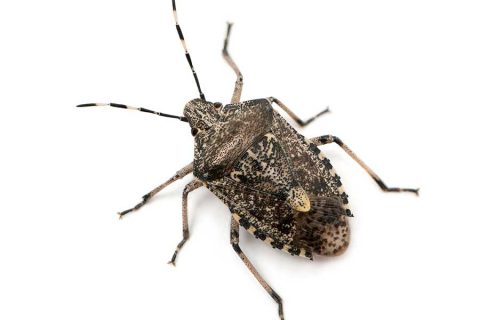 stinkbug