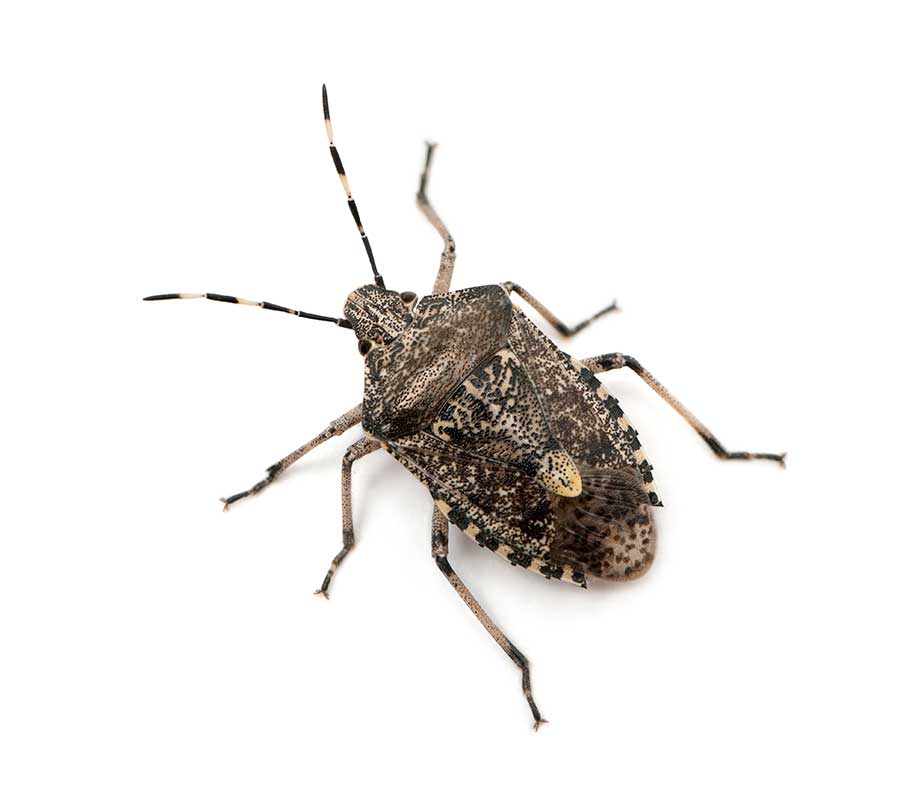 stinkbug